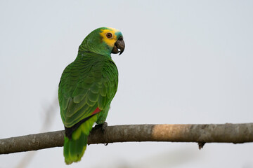 Blue-fronted Amazon parrot (Amazona aestiva).