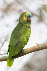 Blue-fronted Amazon parrot (Amazona aestiva).