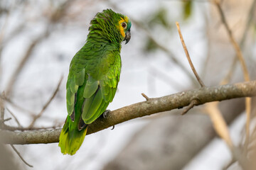 Blue-fronted Amazon parrot (Amazona aestiva).