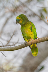 Blue-fronted Amazon parrot (Amazona aestiva).