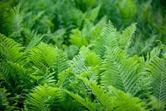 Fern leaves in forest field