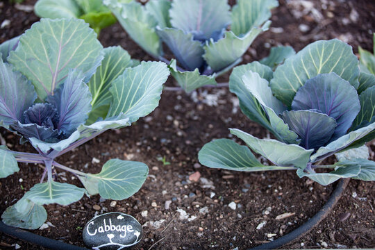 Home garden growing cabbage with rock marker