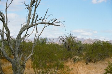 Brush in the desert