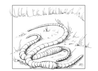 Earthworms in engraving technique. Black and white linear illustration