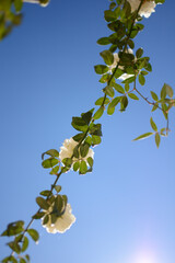 rama de rosal blanco con cielo azul 