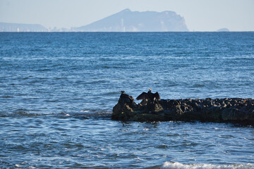 Fototapeta premium birds on the beach, located in Alicante, Spain.