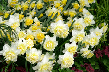 white and yellow double or ruffled daffodils