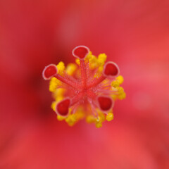 Fototapeta premium closeup of a red hibiscus flower