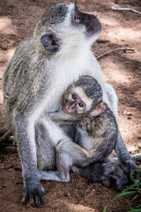 Chlorocebus pygerythrus (Vervet Monkey) (colored picture) Photographed in South Africa.