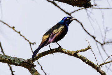 Common Grackle Perched In Tree-9376