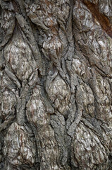 texture of a willow tree bark