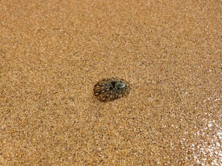 Small shell in wet sand.