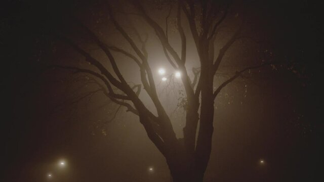 Street lamp lighting up foggy night scary ambient ominous evil devil monster looking tree trunk branches creepy alone in dark nightmare dreaming dream horror cool nature fog wet moist nights back lit