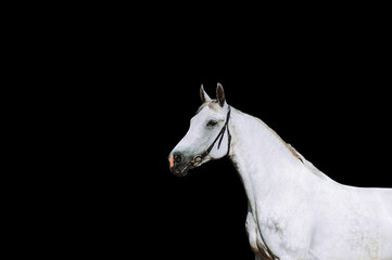 Obraz na płótnie Canvas Portrait of a strong white horse on a black background. Horse in bridle isolated on a black background