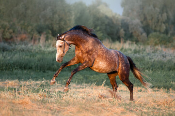The beautiful gray stallion dapple galloping across the field in the last rays