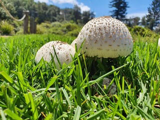 Close up of small white and round mushrooms clumped together with green grass on a sunny blue sky day