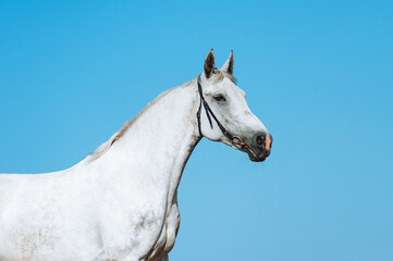 Fototapeta na wymiar Beautiful portrait of a white horse on a background of the dark blue sky