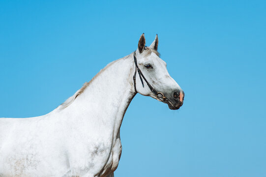 Beautiful portrait of a white horse on a background of the dark blue sky
