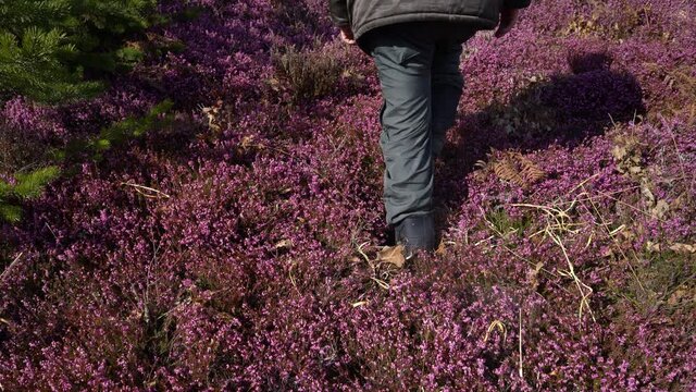 Man goes through field of Winter Heath in spring blooming (Erica carnea) - (4K)