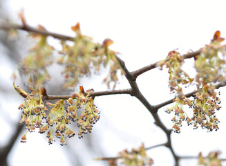 Obraz premium deciduous tree in bloom