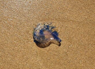 Close up photo of Portuguese Man'O War jellyfish on yellow sand beach in sunlight. Austimere Beach, NSW, Australia