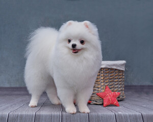 A white pomeranian with a new hairstyle stands in front of a rattan basket