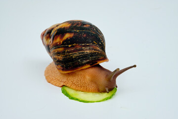 giant African snail achatina eats a piece of cucumber. isolated on a white background