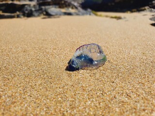 Close up photo of Portuguese Man'O War jellyfish on yellow sand beach in sunlight. Austimere Beach, NSW, Australia
