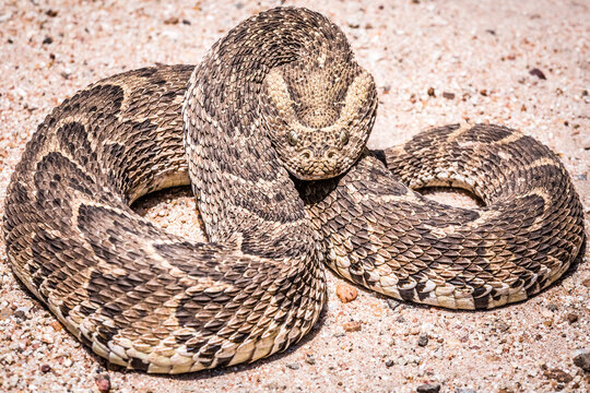 Bitis arietans (Puf adder) (colored picture) Photographed in South Africa.