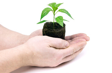 Hands holding young sprout of seedlings whith soil isolated. Seedlings of pepper in hands. New Life. Gardening