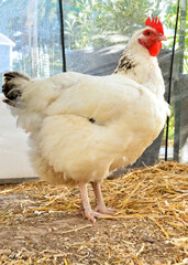 White laying hen or chicken, in a hen house or chicken coop