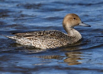 Female Northern Pintail Swimming in River in Spring, Closeup Portrait
