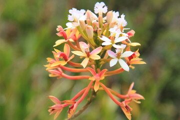 Orchid Flower