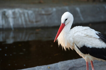 Portrait of a stork bird on a dark background.