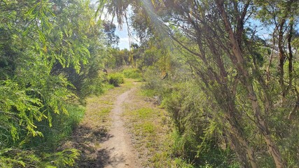 Dirt pathway leading through lush green bushland on a blue sky sunny day