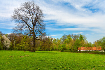 Green park in early spring