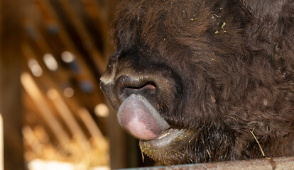 European bison (Bison bonasus), also known as the wisent. Muzzle of an animal at close range. The bull stuck out his tongue. © Piotr