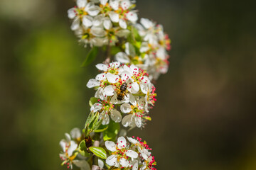 Blooming tree in the spring. Springtime flowers