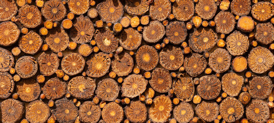 Cross section of the tree. The texture of the wood in the stump. Old board.