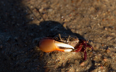 Gelasimus vocans is a species of fiddler crab. Fauna of the Red Sea.