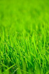 稲　朝露の輝き