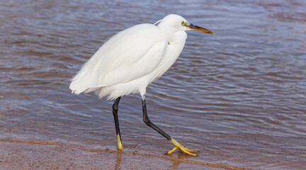 Little egret (Egretta garzetta). The white bird hunts fish in the red Sea.