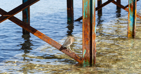 Striated heron (Butorides striata) also known as mangrove heron, little heron or green-backed heron. The bird hides in the metal piles of the pontoon.