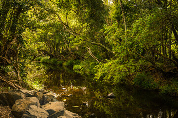 A walk along the Coomera River amoung a spider web of branches from trees on the bank