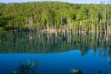春の青空を映す青い池の水面　美瑛町
