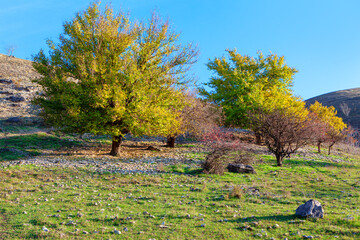 Trees growing on the rocky hill . Spring scenery with green hill