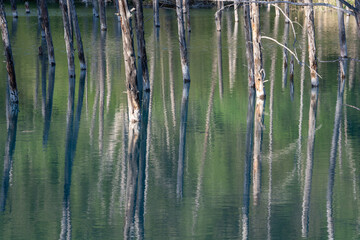 新緑の森を映す青い池の水面　美瑛町
