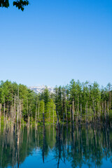 春の青空を映す青い池の水面　美瑛町
