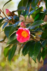 A pink camellia japonica flower in bloom on the tree