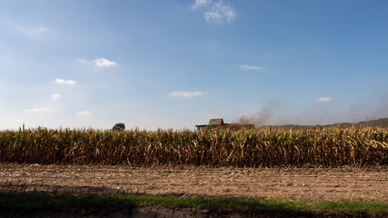 Obraz premium Corn field and a combine harvester driving through it on a warm sunny day
